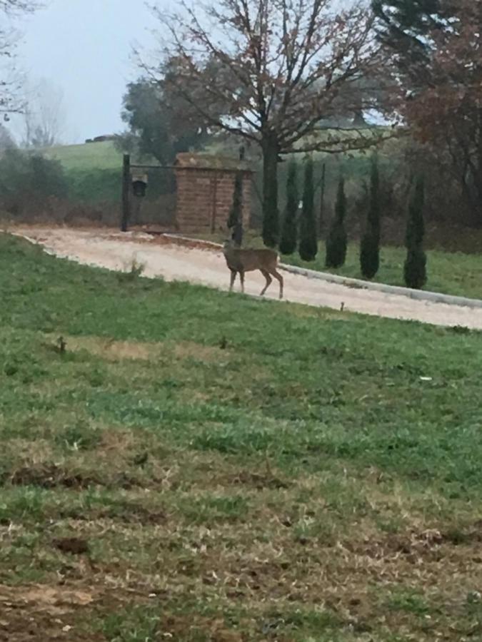 Podere Abbazia B&B ซินาลุงกา ภายนอก รูปภาพ